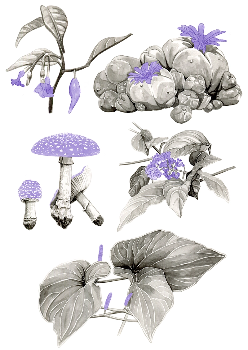 Psychoactive Plants